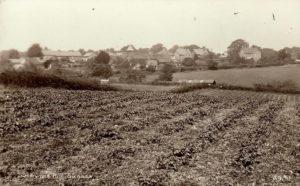 Strawberry fields from Clearwater Lane