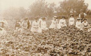 Scaynes Hill women picking strawberrys – early 1900s